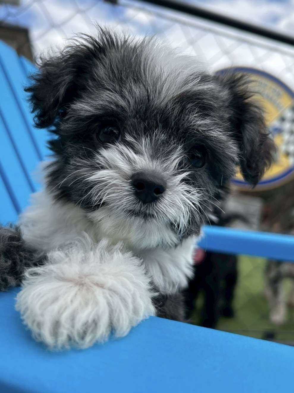 埼玉県のハーフ犬・ミックス犬 (ADELE PETS/2025年3月10日生まれ/男の子/ブラックホワイト)の子犬