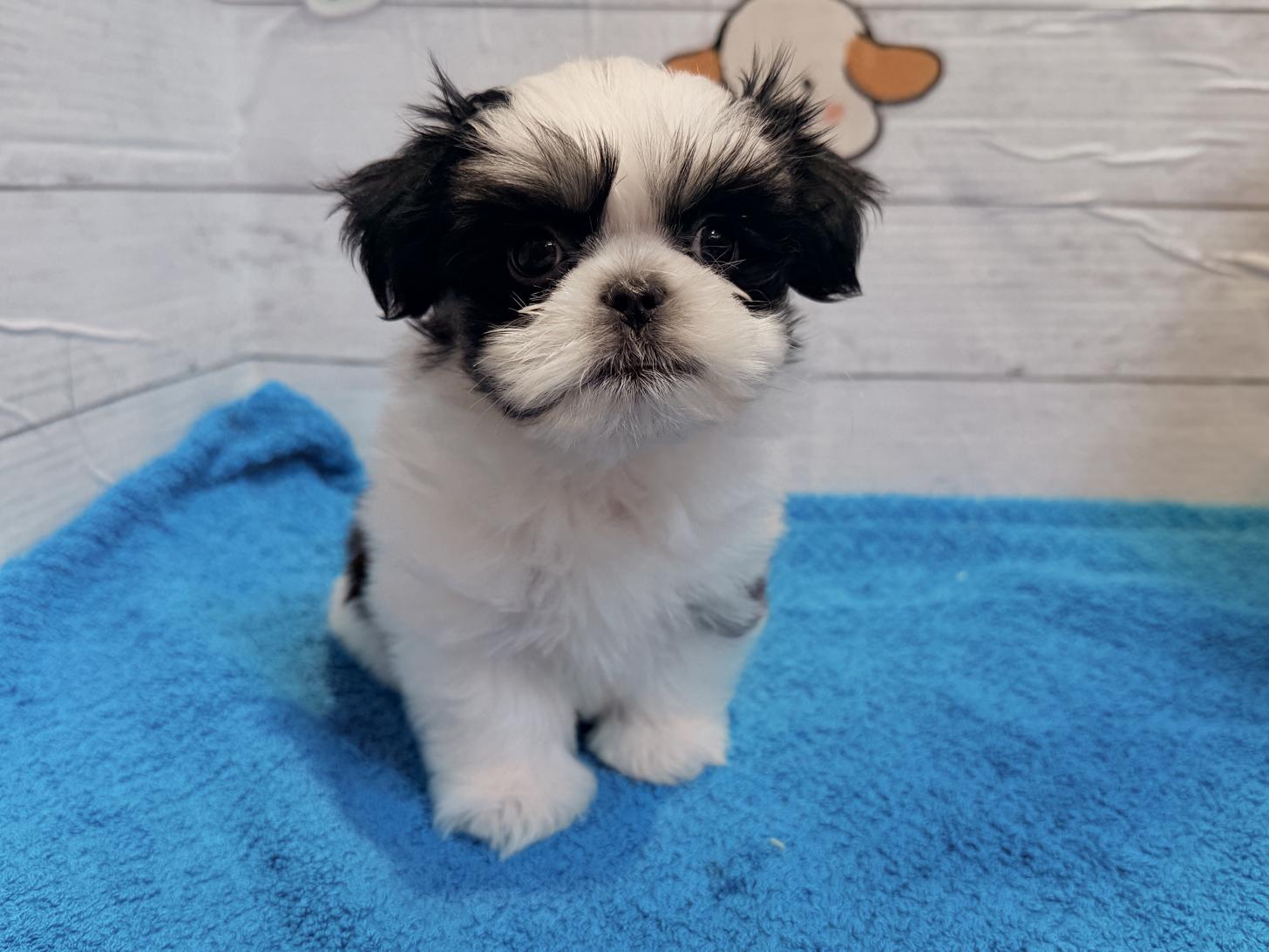 北海道のマルズー/マルシーズ(マルチーズ×シーズー) (ペットフェイス大谷地店/2025年12月29日生まれ/男の子/ブラックホワイト)の子犬