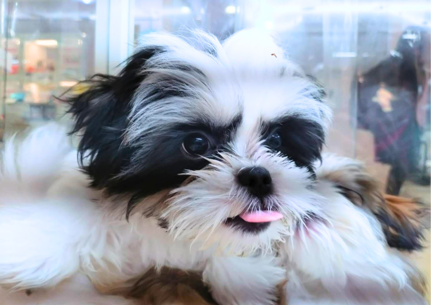 2025年12月29日生まれのマルズー/マルシーズ(マルチーズ×シーズー)の10枚目の写真