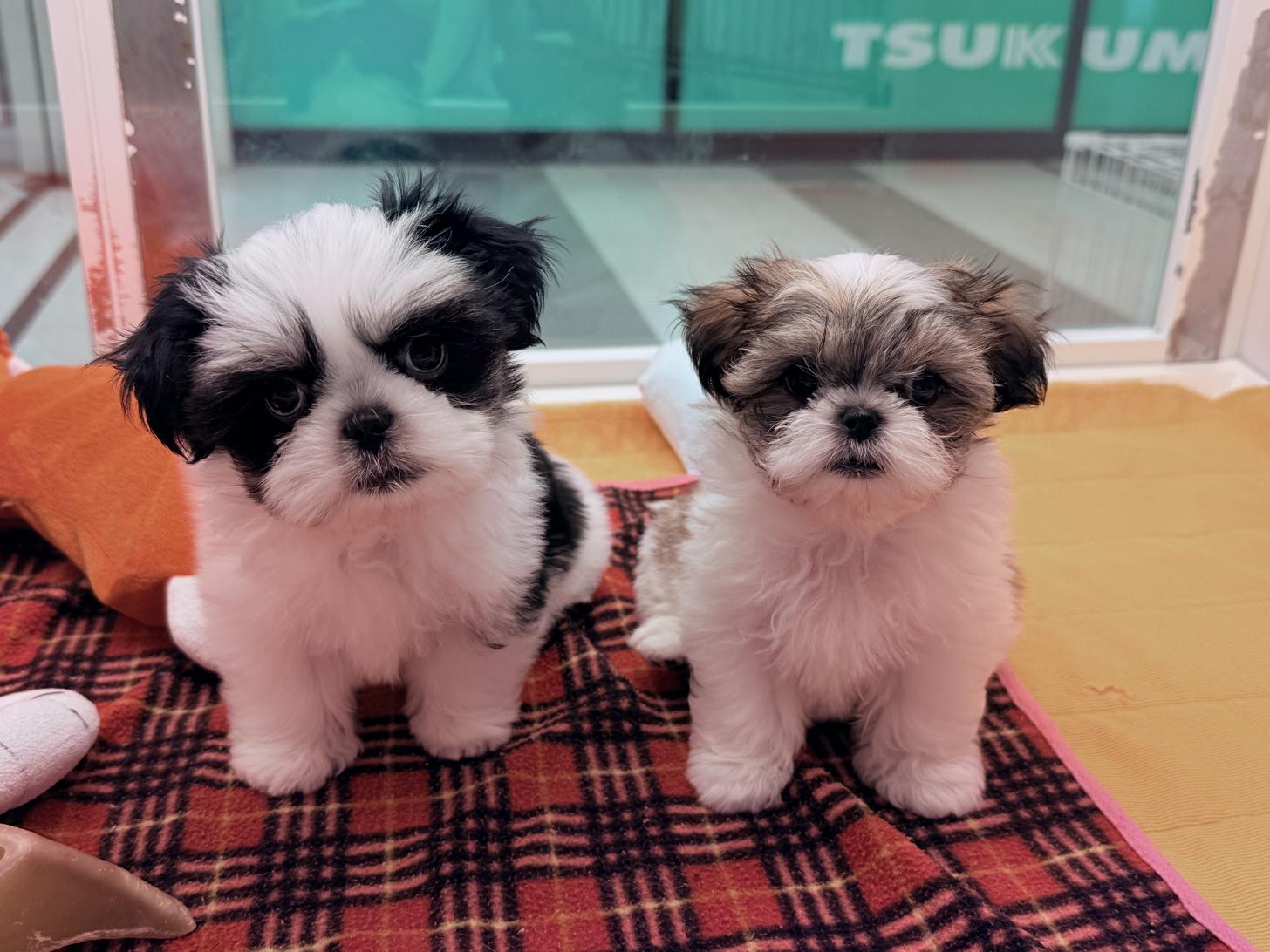 北海道のマルズー/マルシーズ(マルチーズ×シーズー) (ペットフェイス大谷地店/2025年12月29日生まれ/男の子/ブラックホワイト)の子犬の2枚目の画像