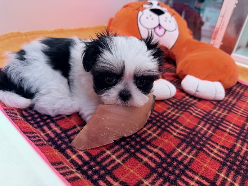 北海道のマルズー/マルシーズ(マルチーズ×シーズー) (ペットフェイス大谷地店/2025年12月29日生まれ/男の子/ブラックホワイト)の子犬の3枚目の画像
