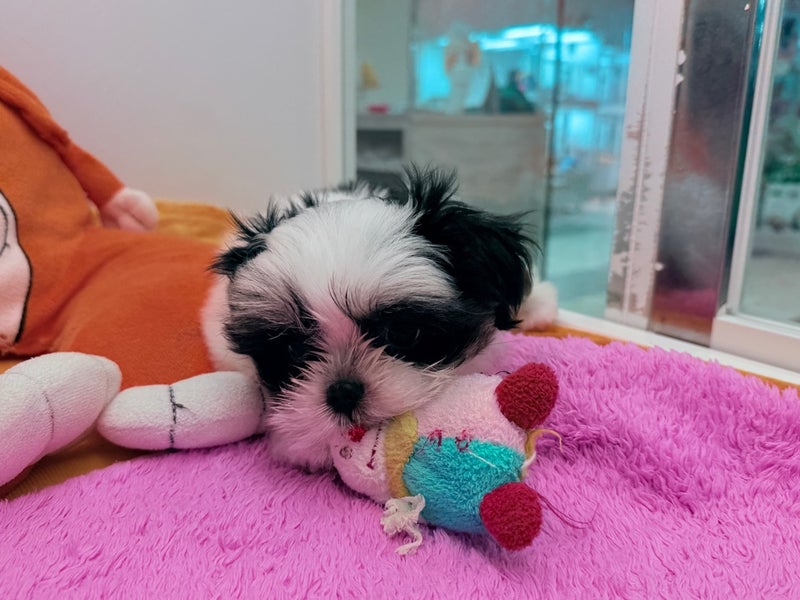 北海道のマルズー/マルシーズ(マルチーズ×シーズー) (ペットフェイス大谷地店/2025年12月29日生まれ/男の子/ブラックホワイト)の子犬の4枚目の画像