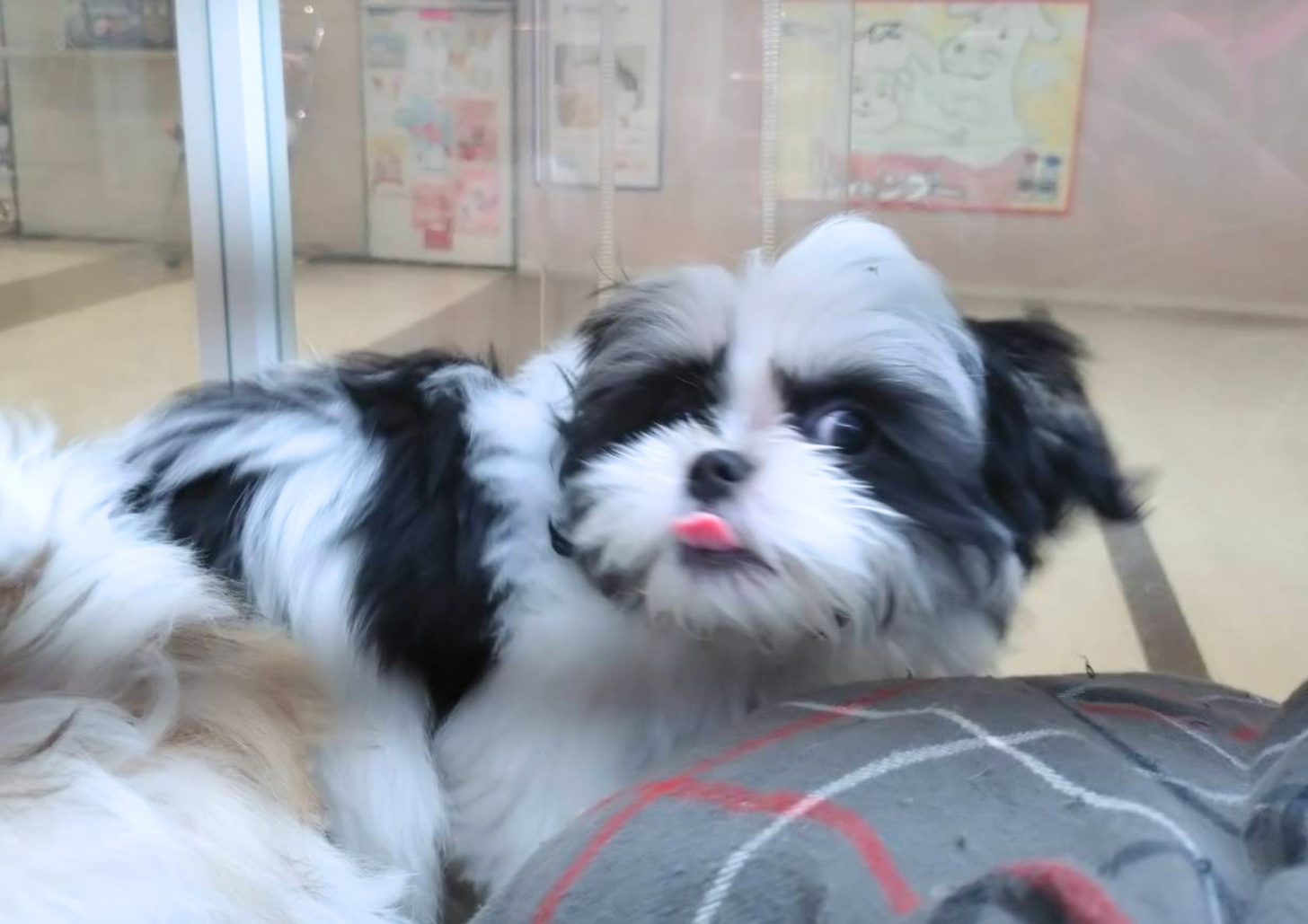 2025年12月29日生まれのマルズー/マルシーズ(マルチーズ×シーズー)の9枚目の写真