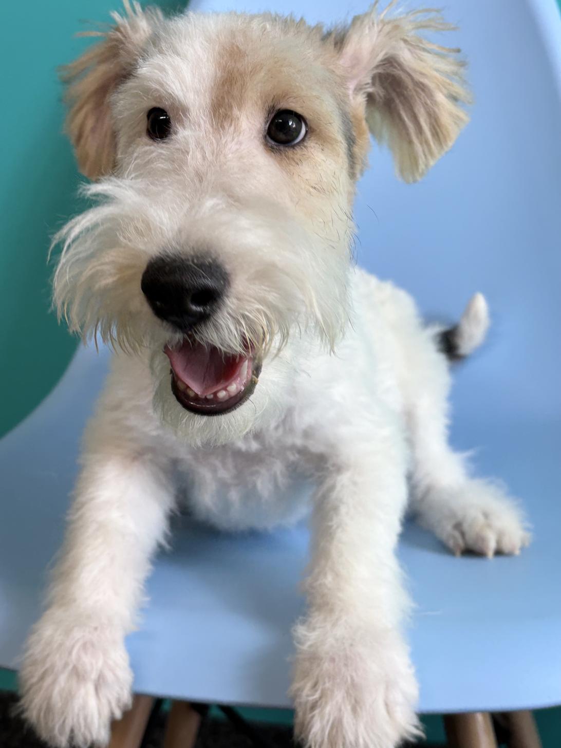 埼玉県のワイアーフォックステリア (ペッツスマイル加須インター店/2025年10月1日生まれ/男の子/ホワイトブラックタン)の子犬の1枚目の画像