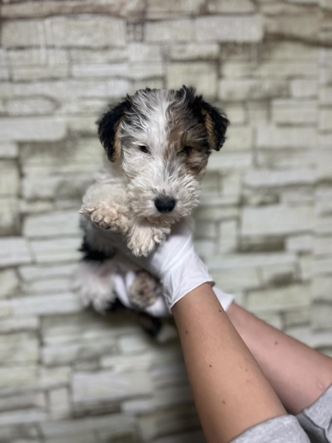 埼玉県のワイアーフォックステリア (ペッツスマイル加須インター店/2025年10月1日生まれ/男の子/ホワイトブラックタン)の子犬の1枚目の画像