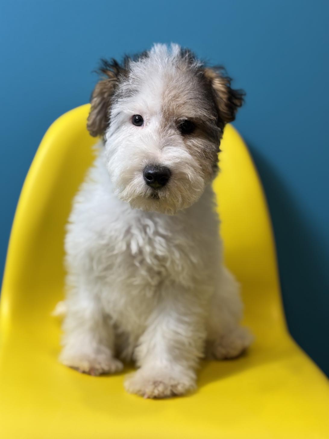 埼玉県のワイアーフォックステリア (ペッツスマイル加須インター店/2025年10月1日生まれ/男の子/ホワイトブラックタン)の子犬の1枚目の画像