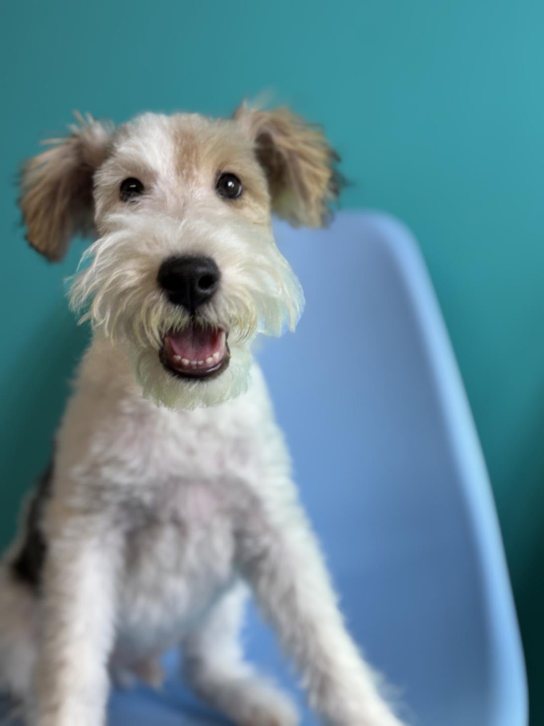 埼玉県のワイアーフォックステリア (ペッツスマイル加須インター店/2025年10月1日生まれ/男の子/ホワイトブラックタン)の子犬の2枚目の画像