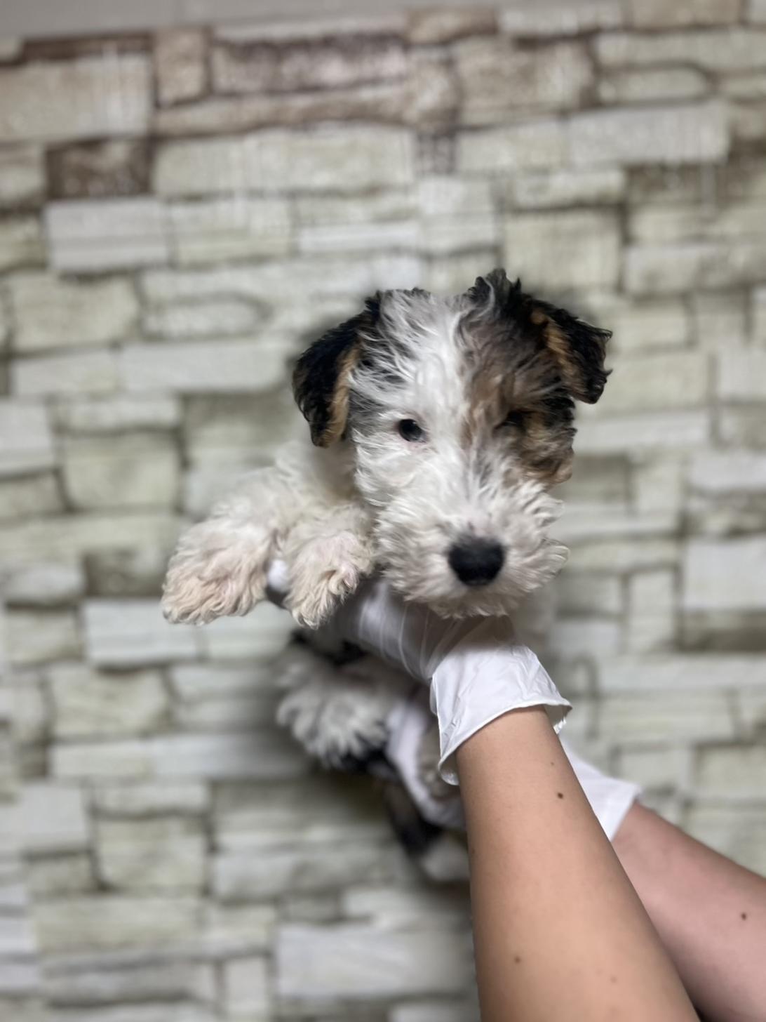 埼玉県のワイアーフォックステリア (ペッツスマイル加須インター店/2025年10月1日生まれ/男の子/ホワイトブラックタン)の子犬の2枚目の画像