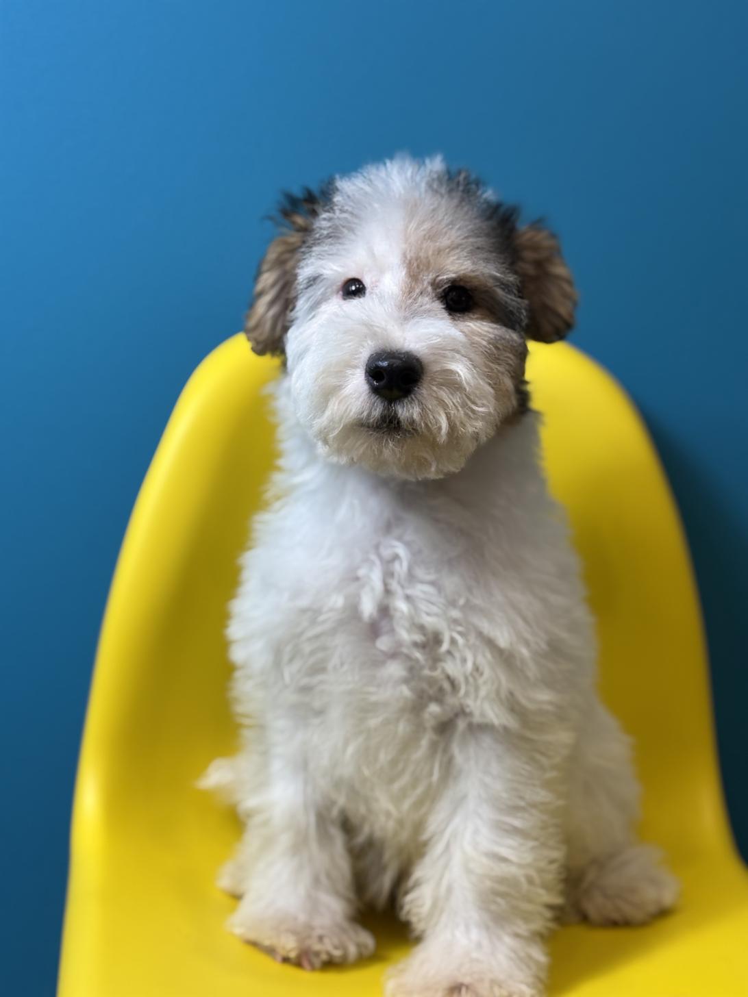 埼玉県のワイアーフォックステリア (ペッツスマイル加須インター店/2025年10月1日生まれ/男の子/ホワイトブラックタン)の子犬の2枚目の画像