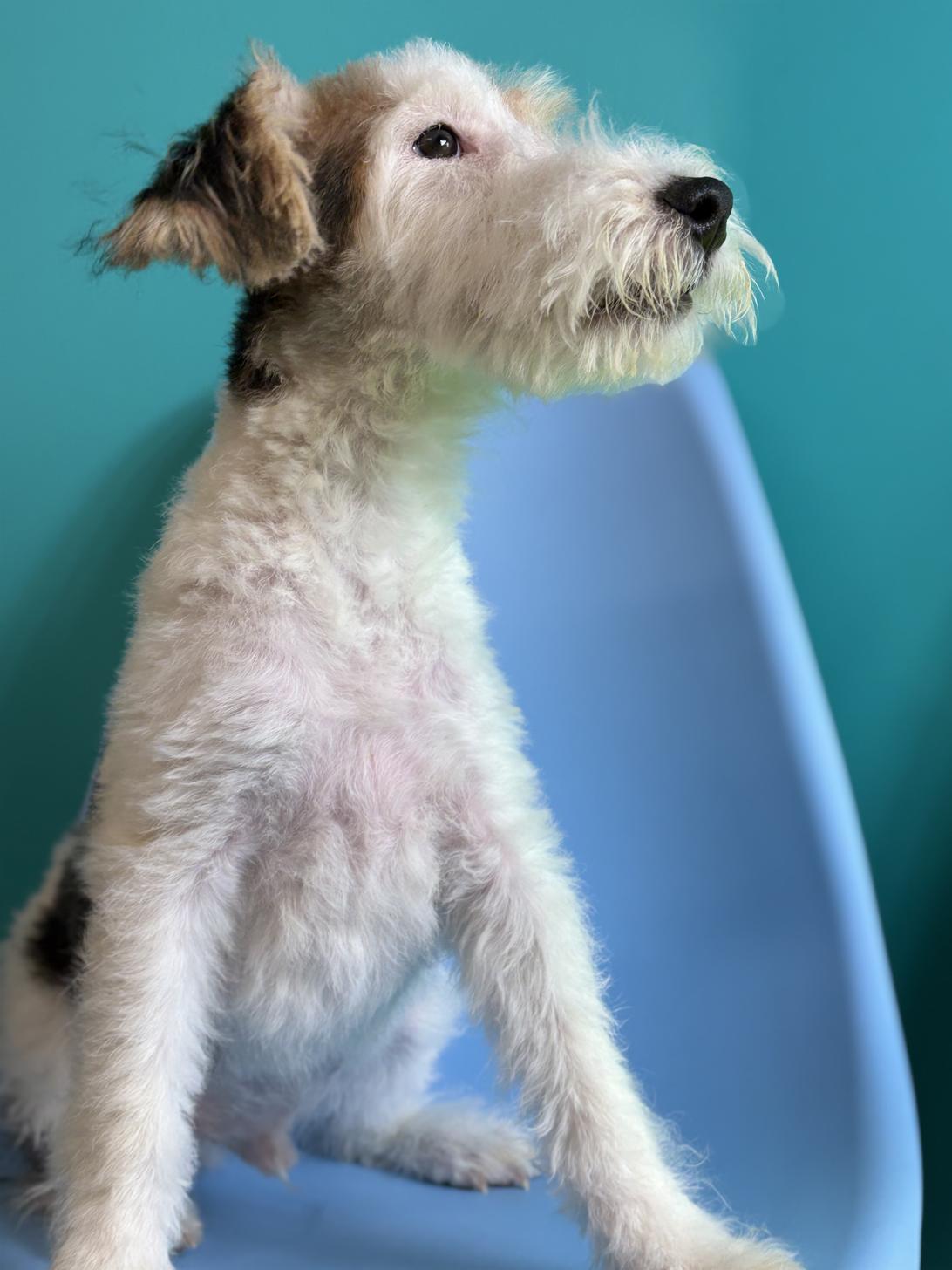 埼玉県のワイアーフォックステリア (ペッツスマイル加須インター店/2025年10月1日生まれ/男の子/ホワイトブラックタン)の子犬の3枚目の画像