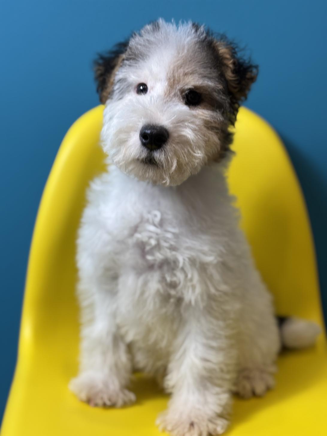 埼玉県のワイアーフォックステリア (ペッツスマイル加須インター店/2025年10月1日生まれ/男の子/ホワイトブラックタン)の子犬の3枚目の画像