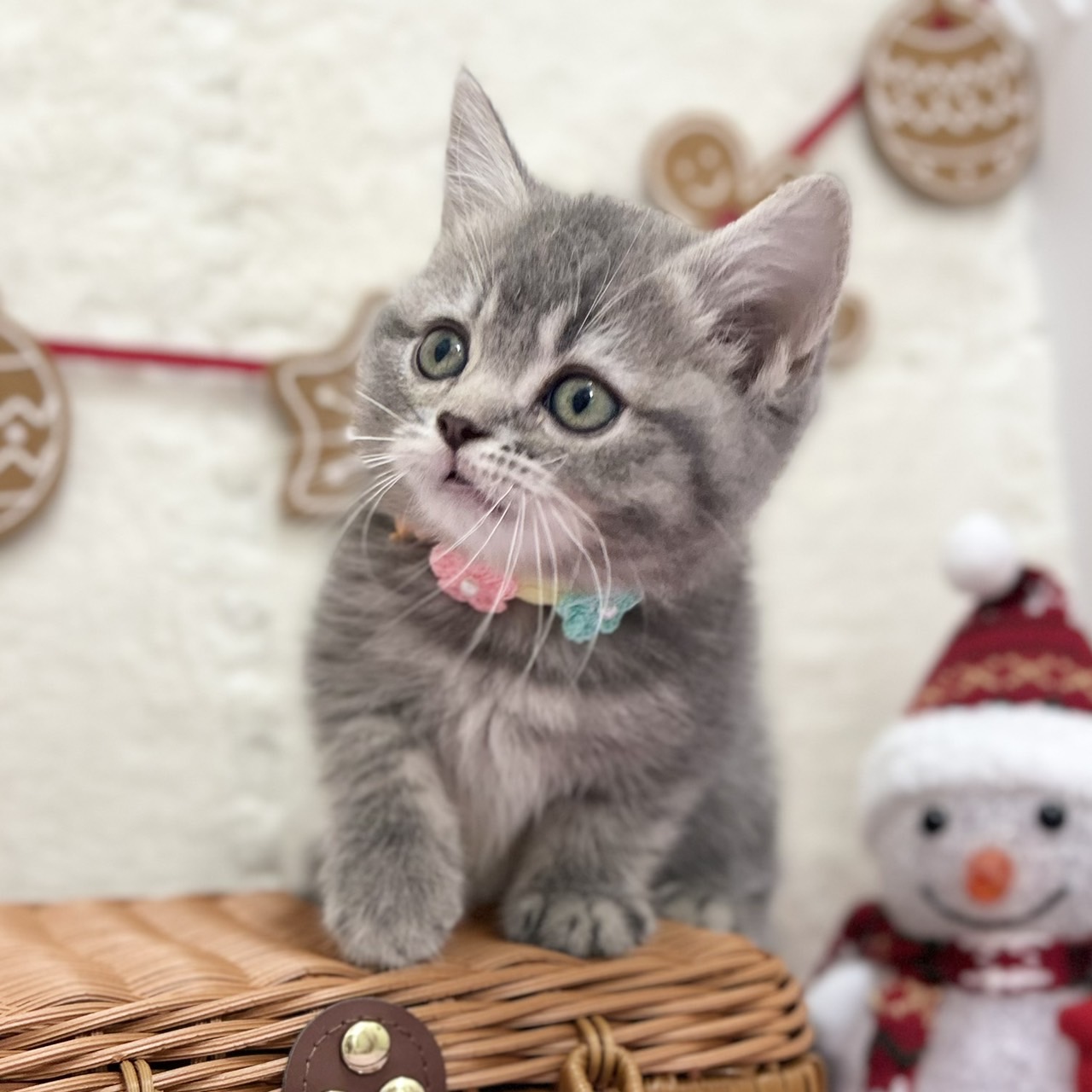 神奈川県のスコティッシュフォールド (にゃんこハウスPAW/2025年9月22日生まれ/女の子/ブルータビー)の子猫の1枚目の画像