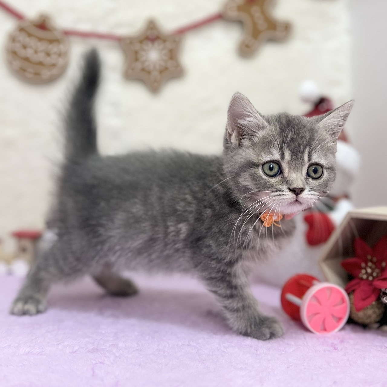 神奈川県のスコティッシュフォールド (にゃんこハウスPAW/2025年9月22日生まれ/女の子/ブルータビー)の子猫の2枚目の画像