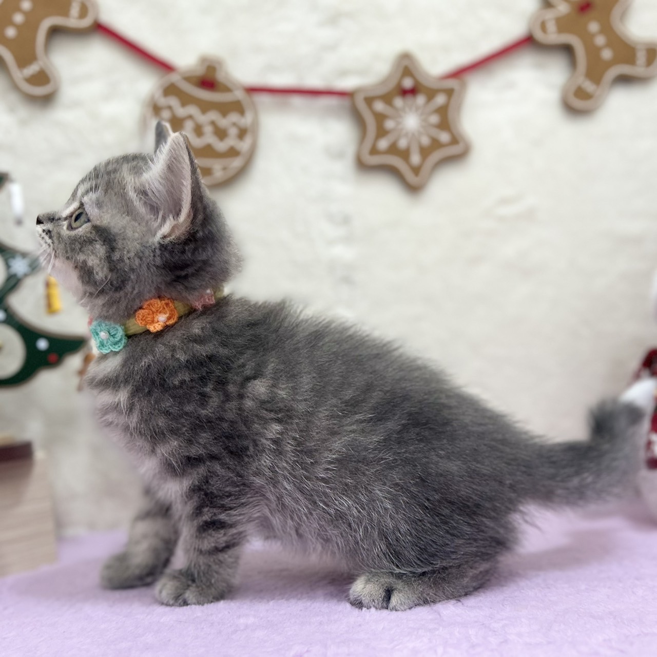 神奈川県のスコティッシュフォールド (にゃんこハウスPAW/2025年9月22日生まれ/女の子/ブルータビー)の子猫の3枚目の画像