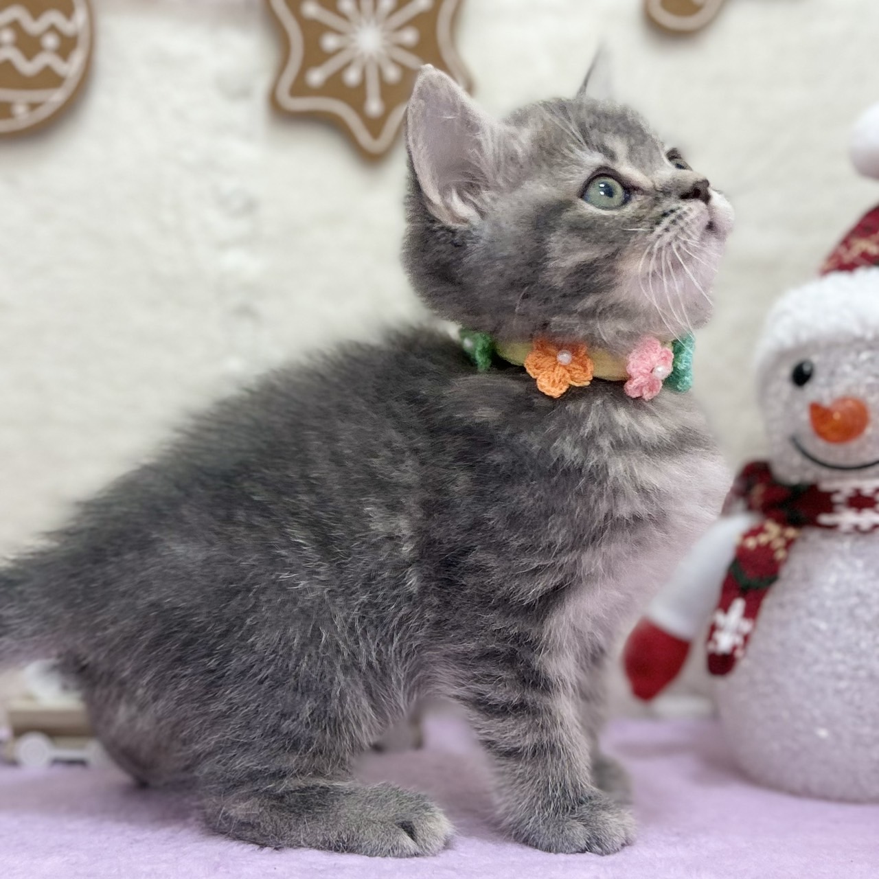 神奈川県のスコティッシュフォールド (にゃんこハウスPAW/2025年9月22日生まれ/女の子/ブルータビー)の子猫の4枚目の画像