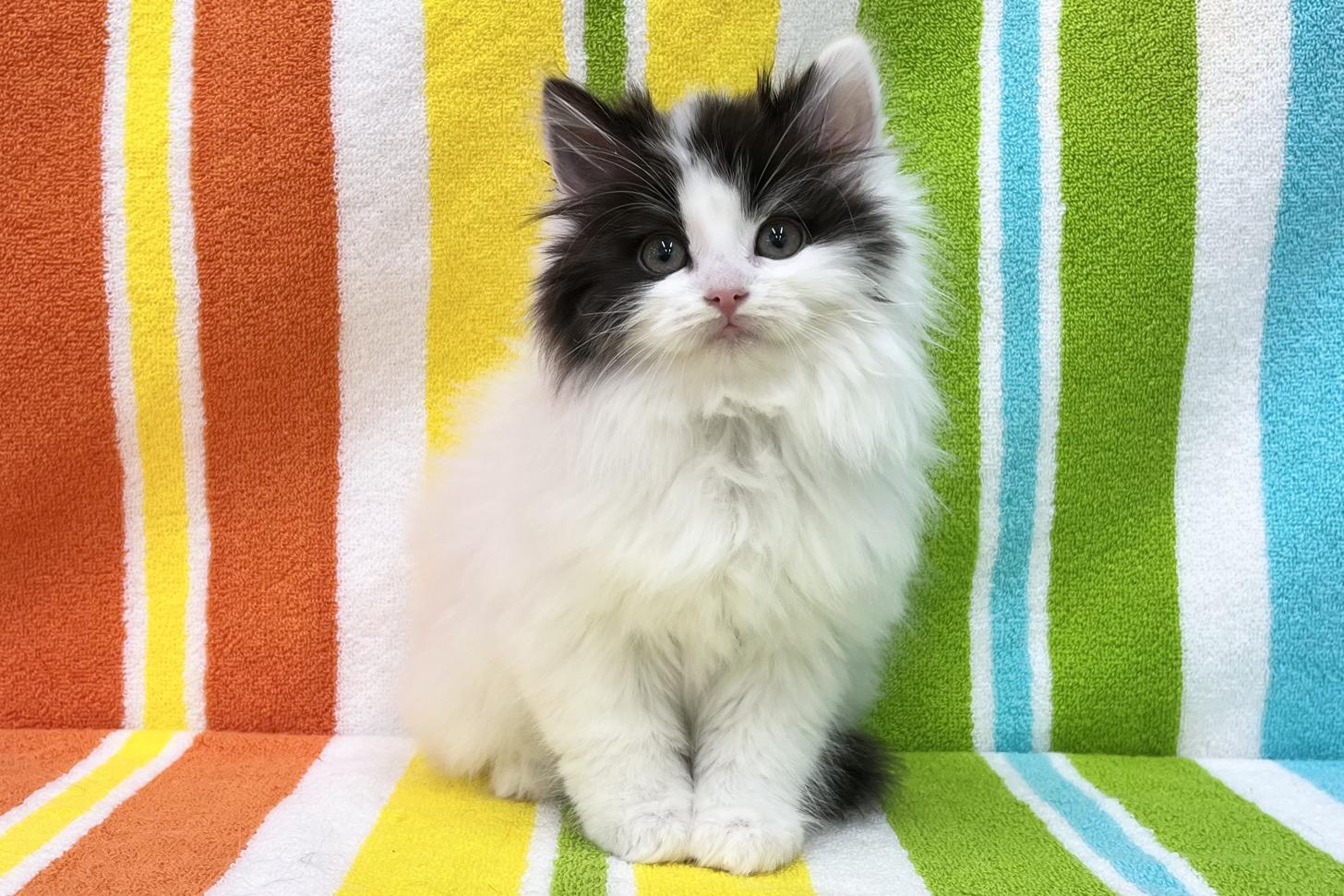 愛知県のノルウェージャンフォレストキャット (ハピースペット一宮三条アミーゴ店/2025年12月22日生まれ/女の子/ブラックホワイト)の子猫の1枚目の画像