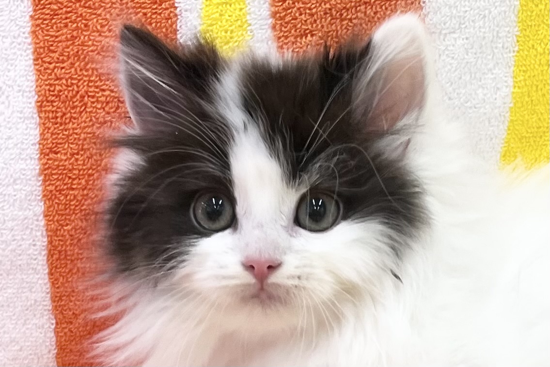 愛知県のノルウェージャンフォレストキャット (ハピースペット一宮三条アミーゴ店/2025年12月22日生まれ/女の子/ブラックホワイト)の子猫の2枚目の画像