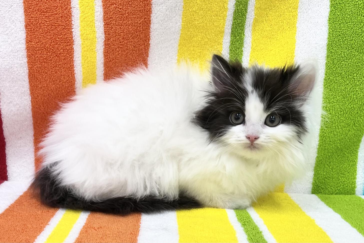 愛知県のノルウェージャンフォレストキャット (ハピースペット一宮三条アミーゴ店/2025年12月22日生まれ/女の子/ブラックホワイト)の子猫の3枚目の画像