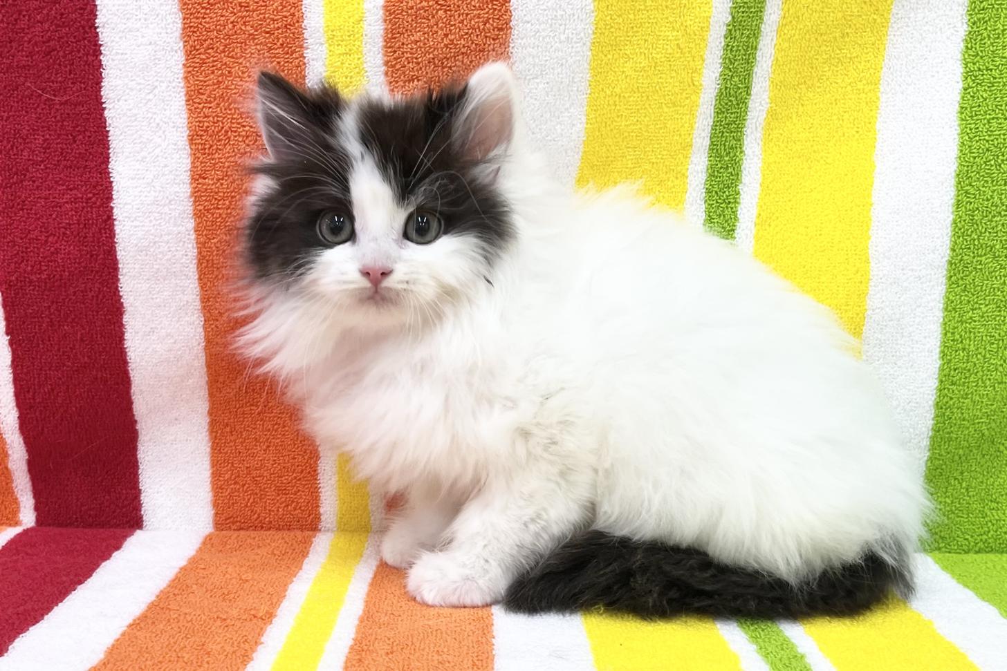 愛知県のノルウェージャンフォレストキャット (ハピースペット一宮三条アミーゴ店/2025年12月22日生まれ/女の子/ブラックホワイト)の子猫の4枚目の画像