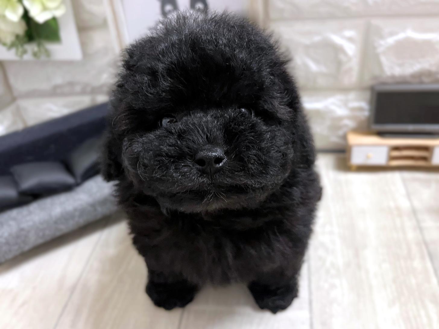 大阪府のトイプードル(トイ) (DOGMAN平野瓜破店/2025年11月8日生まれ/男の子/ブラック)の子犬の1枚目の画像