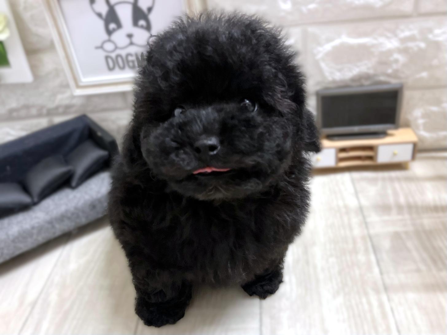 大阪府のトイプードル(トイ) (DOGMAN平野瓜破店/2025年11月8日生まれ/男の子/ブラック)の子犬の2枚目の画像