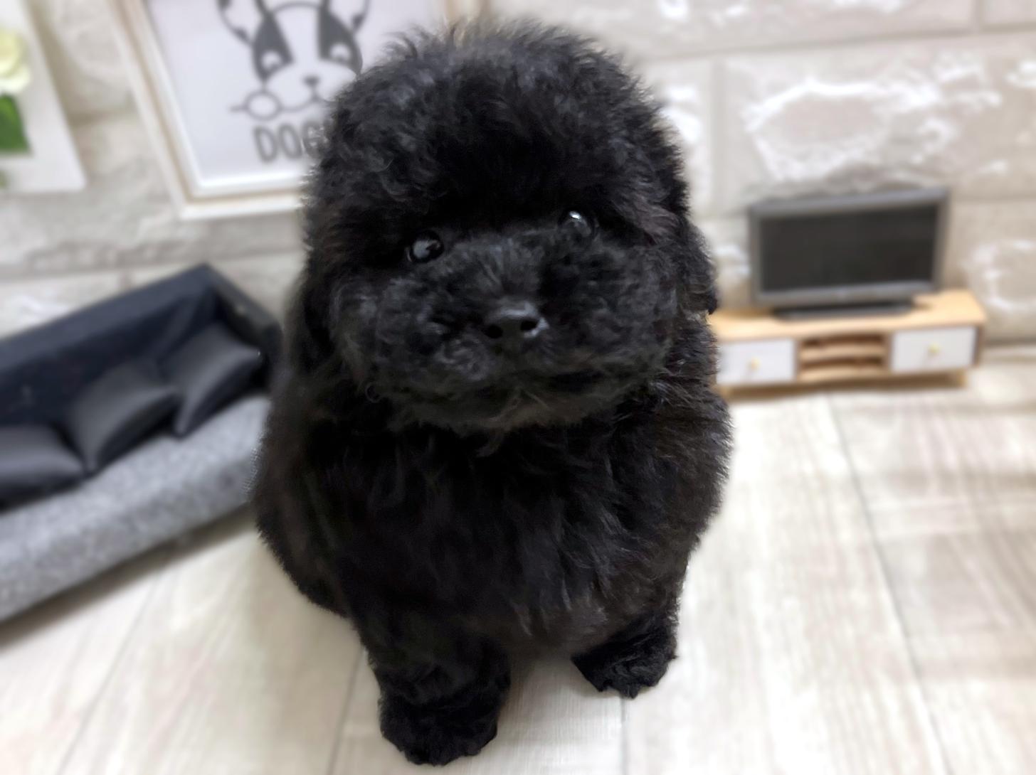 大阪府のトイプードル(トイ) (DOGMAN平野瓜破店/2025年11月8日生まれ/男の子/ブラック)の子犬の3枚目の画像