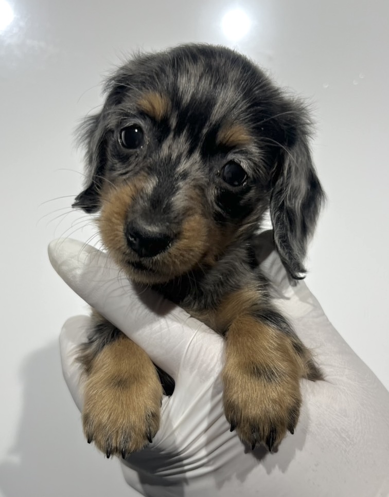 埼玉県のミニチュアダックスフンド(ロング) (ペッツスマイル南中野店/2025年10月3日生まれ/女の子/シルバーダップル)の子犬の1枚目の画像