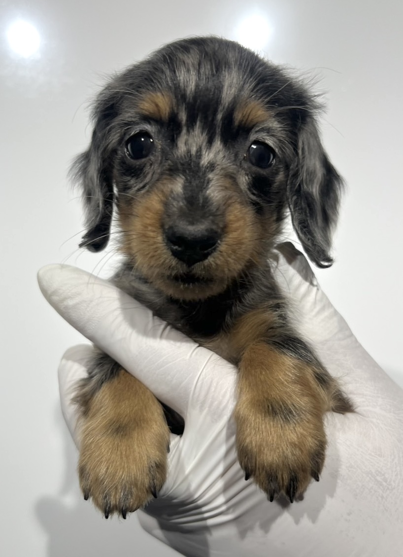 埼玉県のミニチュアダックスフンド(ロング) (ペッツスマイル南中野店/2025年10月3日生まれ/女の子/シルバーダップル)の子犬の2枚目の画像