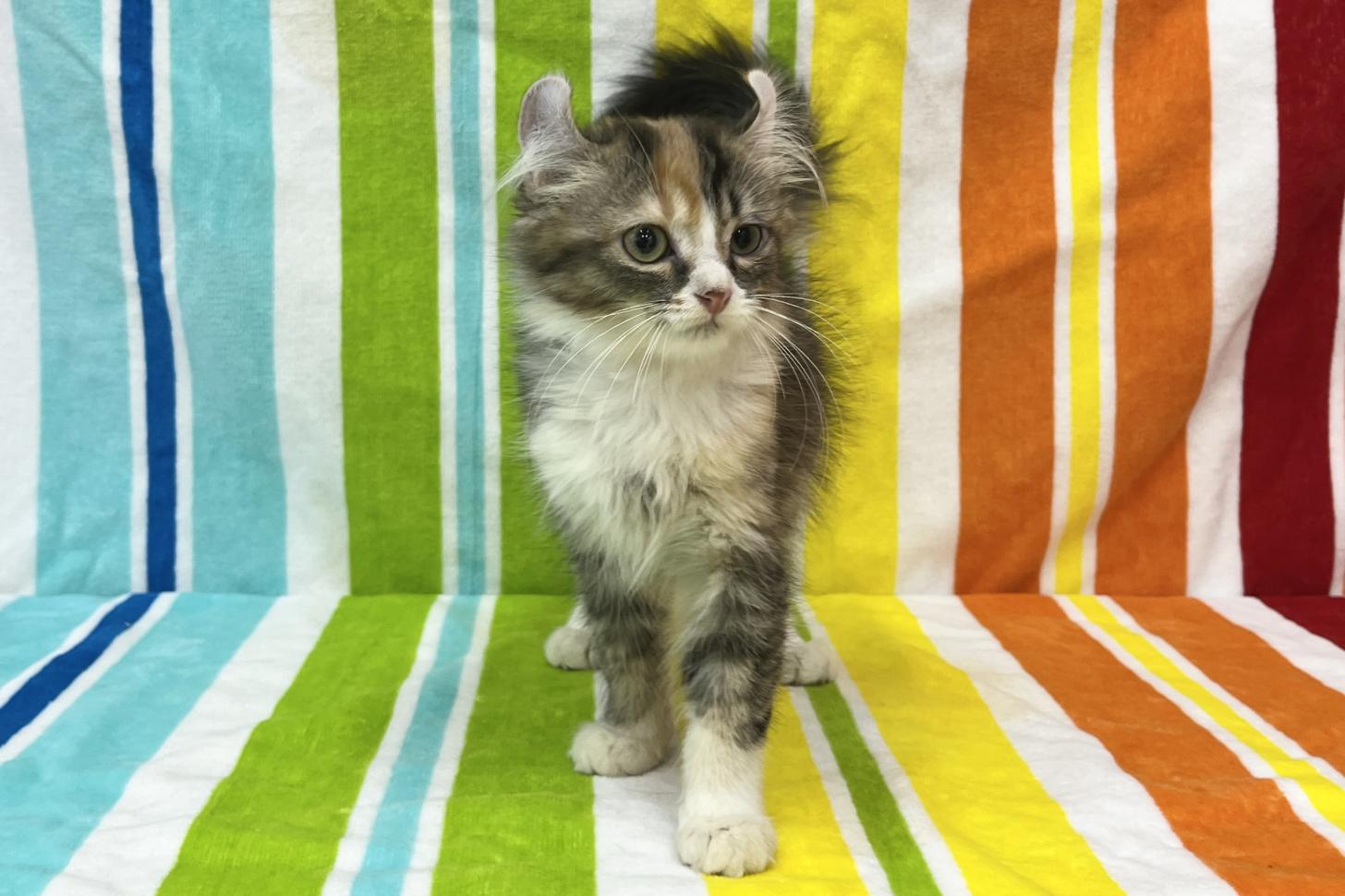 愛知県のアメリカンカール (ハピースペット一宮三条アミーゴ店/2025年9月1日生まれ/女の子/キャリコ)の子猫の1枚目の画像