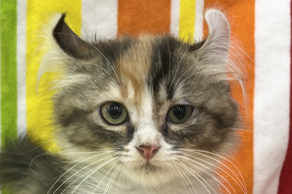 愛知県のアメリカンカール (ハピースペット一宮三条アミーゴ店/2025年9月1日生まれ/女の子/キャリコ)の子猫の2枚目の画像