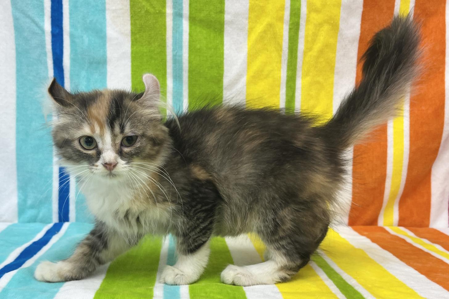 愛知県のアメリカンカール (ハピースペット一宮三条アミーゴ店/2025年9月1日生まれ/女の子/キャリコ)の子猫の3枚目の画像