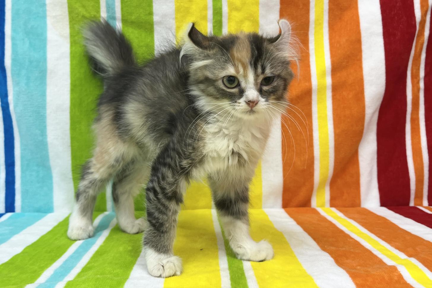 愛知県のアメリカンカール (ハピースペット一宮三条アミーゴ店/2025年9月1日生まれ/女の子/キャリコ)の子猫の4枚目の画像