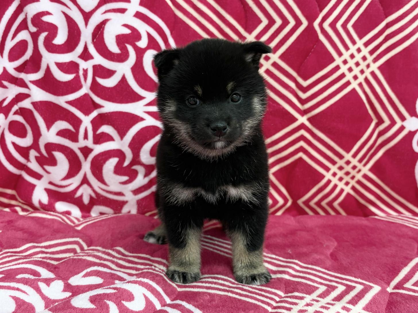 愛知県の豆柴 (ハピースペット春日井アミーゴ店/2026年1月24日生まれ/女の子/黒)の子犬の1枚目の画像