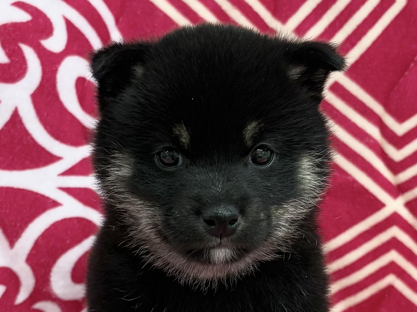 愛知県の豆柴 (ハピースペット春日井アミーゴ店/2026年1月24日生まれ/女の子/黒)の子犬の2枚目の画像