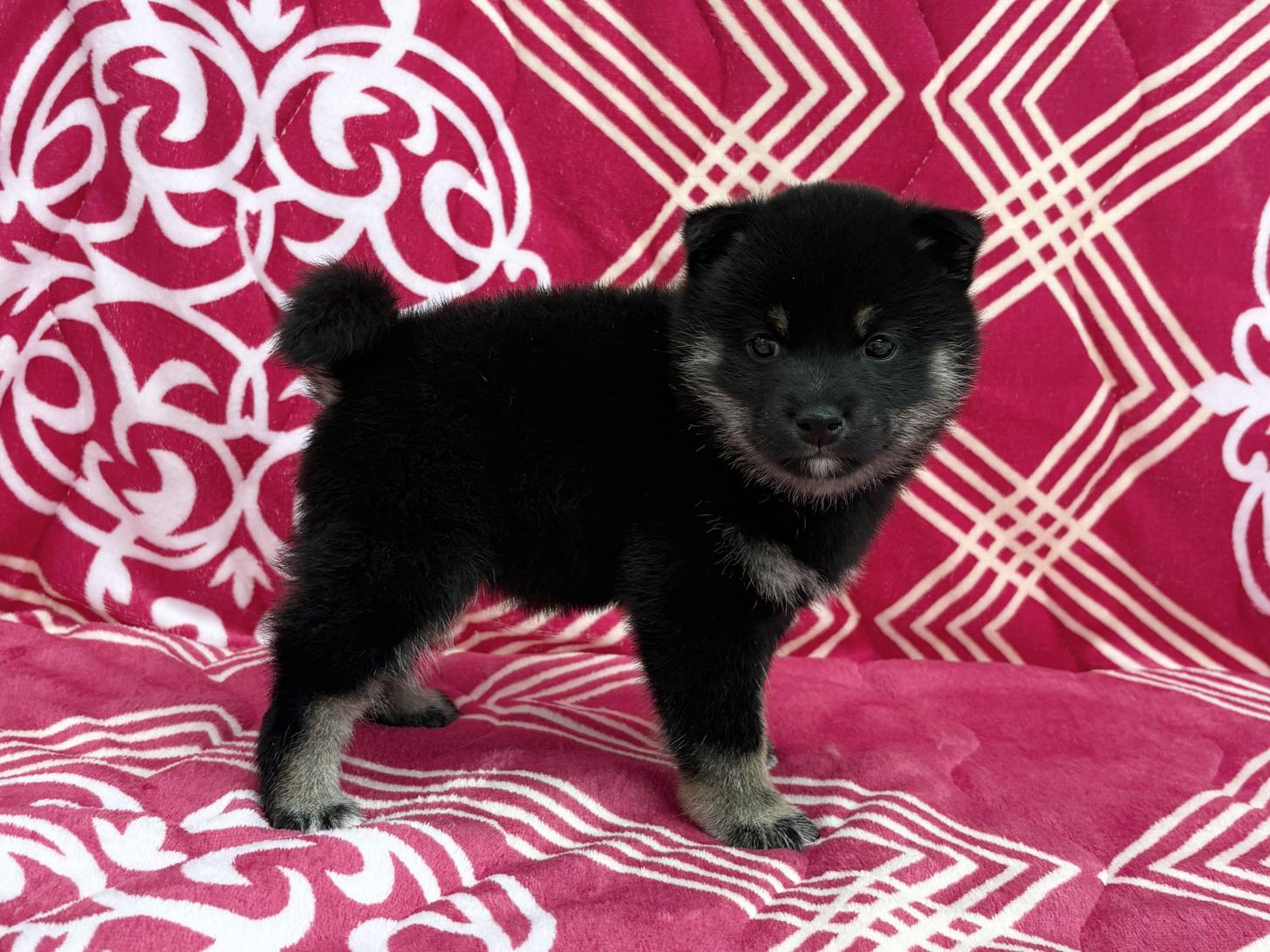 愛知県の豆柴 (ハピースペット春日井アミーゴ店/2026年1月24日生まれ/女の子/黒)の子犬の3枚目の画像