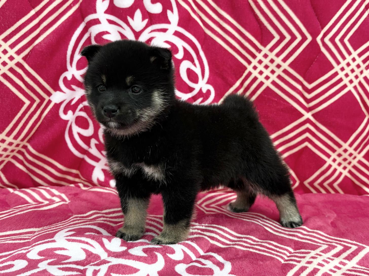 愛知県の豆柴 (ハピースペット春日井アミーゴ店/2026年1月24日生まれ/女の子/黒)の子犬の4枚目の画像