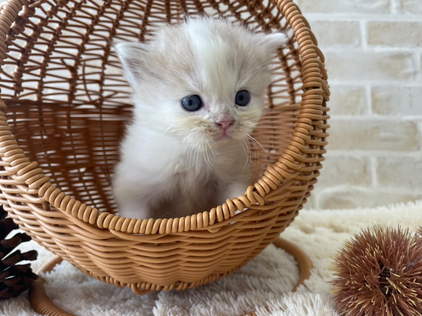 佐賀県のスコティッシュフォールド (スタードッグス新鳥栖店/2025年10月1日生まれ/男の子/クリームタビーホワイト)の子猫の1枚目の画像