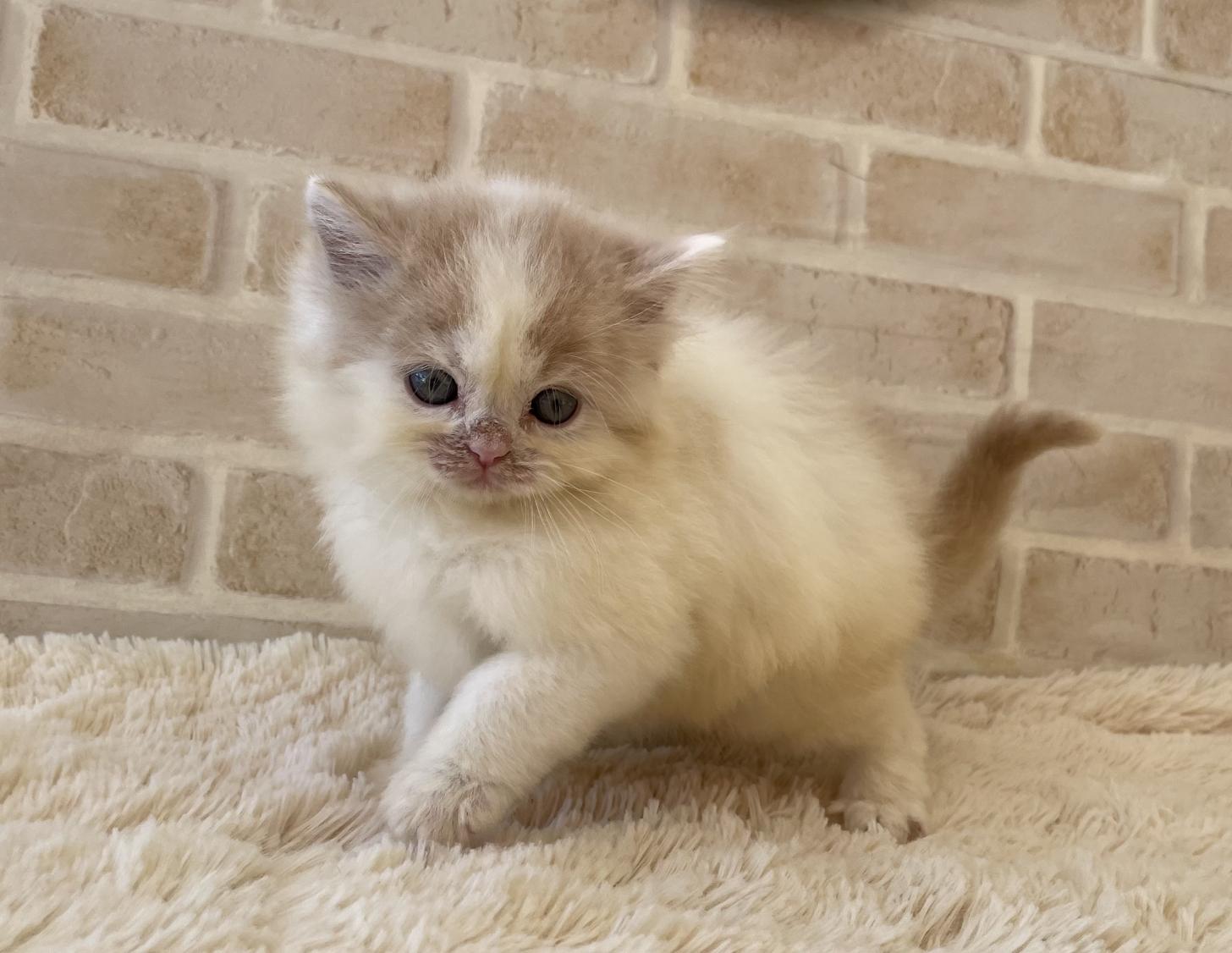佐賀県のスコティッシュフォールド (スタードッグス新鳥栖店/2025年10月8日生まれ/男の子/クリームタビーホワイト)の子猫の1枚目の画像
