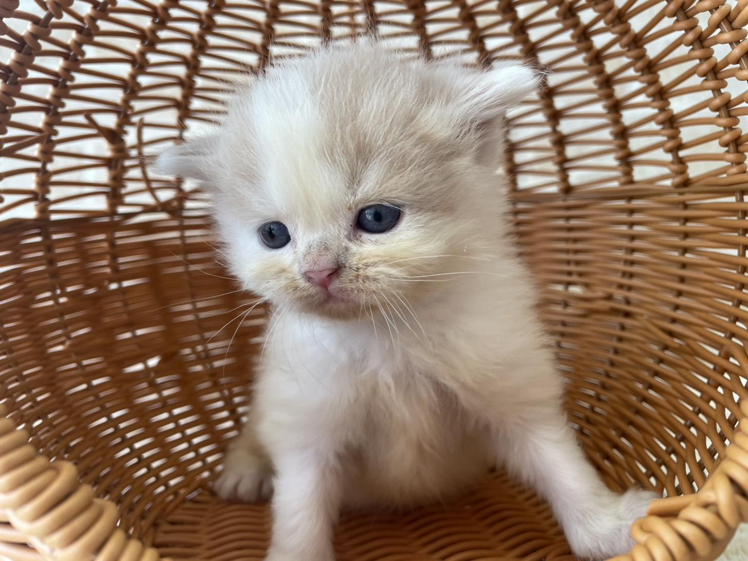 佐賀県のスコティッシュフォールド (スタードッグス新鳥栖店/2025年10月1日生まれ/男の子/クリームタビーホワイト)の子猫の2枚目の画像