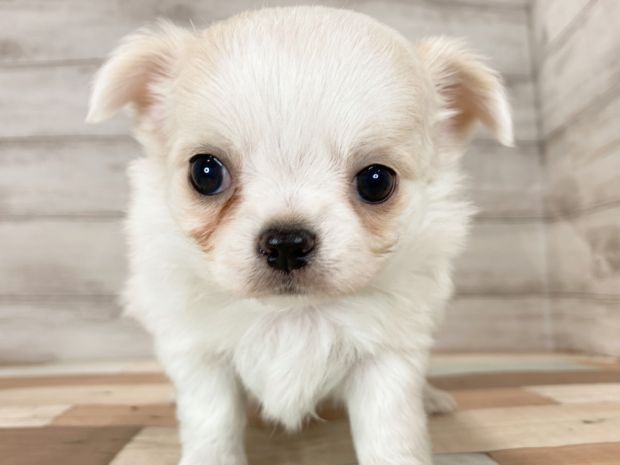 新潟県のチワワ(ロング) (竹内ペット 新津本店/2025年11月24日生まれ/女の子/パーティー)の子犬の1枚目の画像