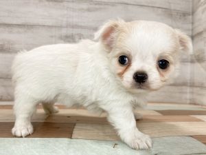 新潟県のチワワ(ロング) (竹内ペット 新津本店/2025年11月24日生まれ/女の子/パーティー)の子犬の2枚目の画像