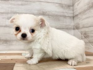 新潟県のチワワ(ロング) (竹内ペット 新津本店/2025年11月24日生まれ/女の子/パーティー)の子犬の3枚目の画像