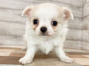 新潟県のチワワ(ロング) (竹内ペット 新津本店/2025年11月24日生まれ/女の子/パーティー)の子犬の4枚目の画像