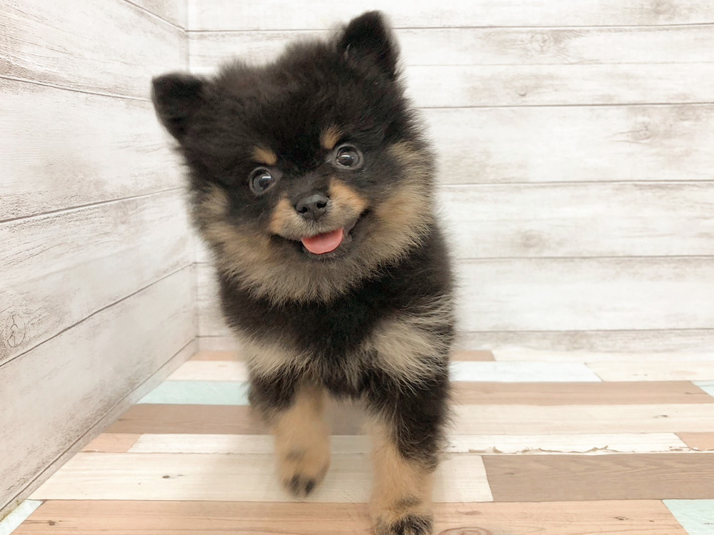 新潟県のポメラニアン (竹内ペット 白根店/2026年4月7日生まれ/女の子/ブラックタン)の子犬