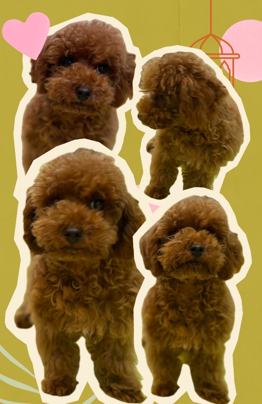 神奈川県のティーカッププードル (Puppyカフェ/2024年12月14日生まれ/男の子/レッド)の子犬