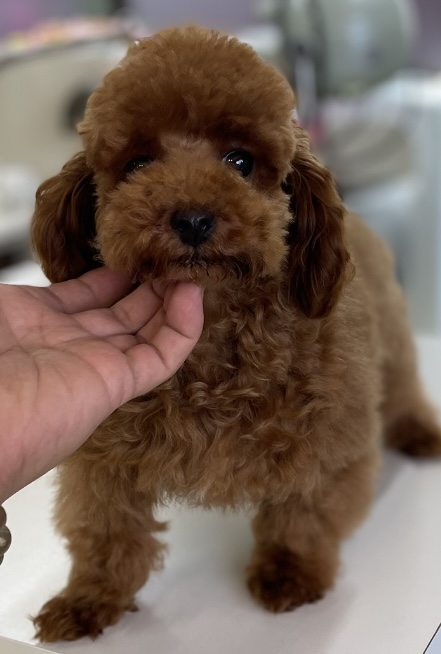 神奈川県のティーカッププードル (Puppyカフェ/2024年12月14日生まれ/男の子/レッド)の子犬の3枚目の画像