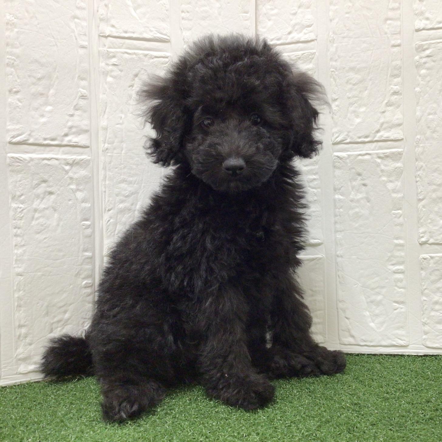 熊本県のトイプードル(トイ) (ニコペットセレクト ドッグズホーム八代店/2025年8月25日生まれ/女の子/ブラック)の子犬
