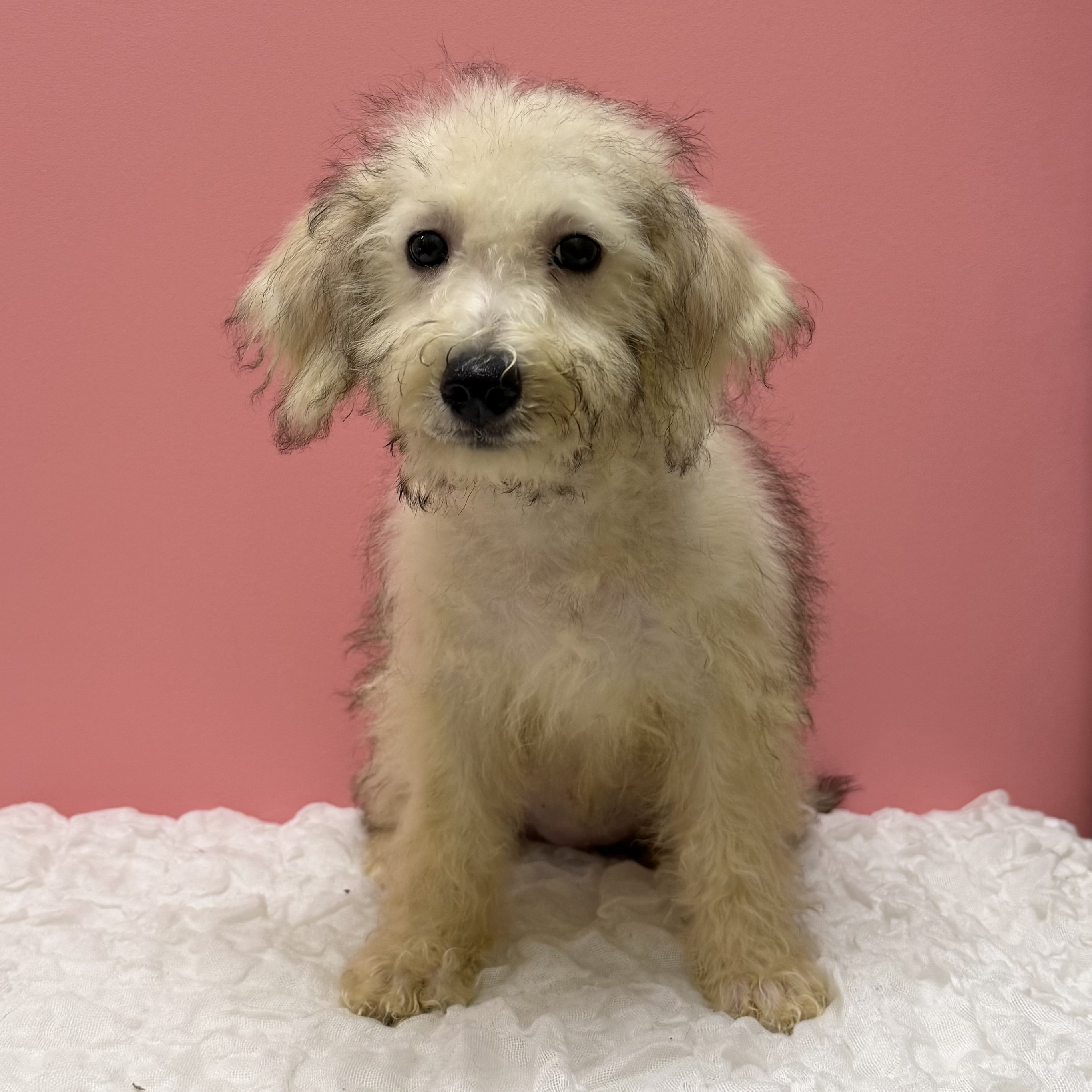 大阪府のハーフ犬・ミックス犬 (ペットプラザ大東御領店/2026年6月16日生まれ/女の子/カフェオレ)の子犬の1枚目の画像