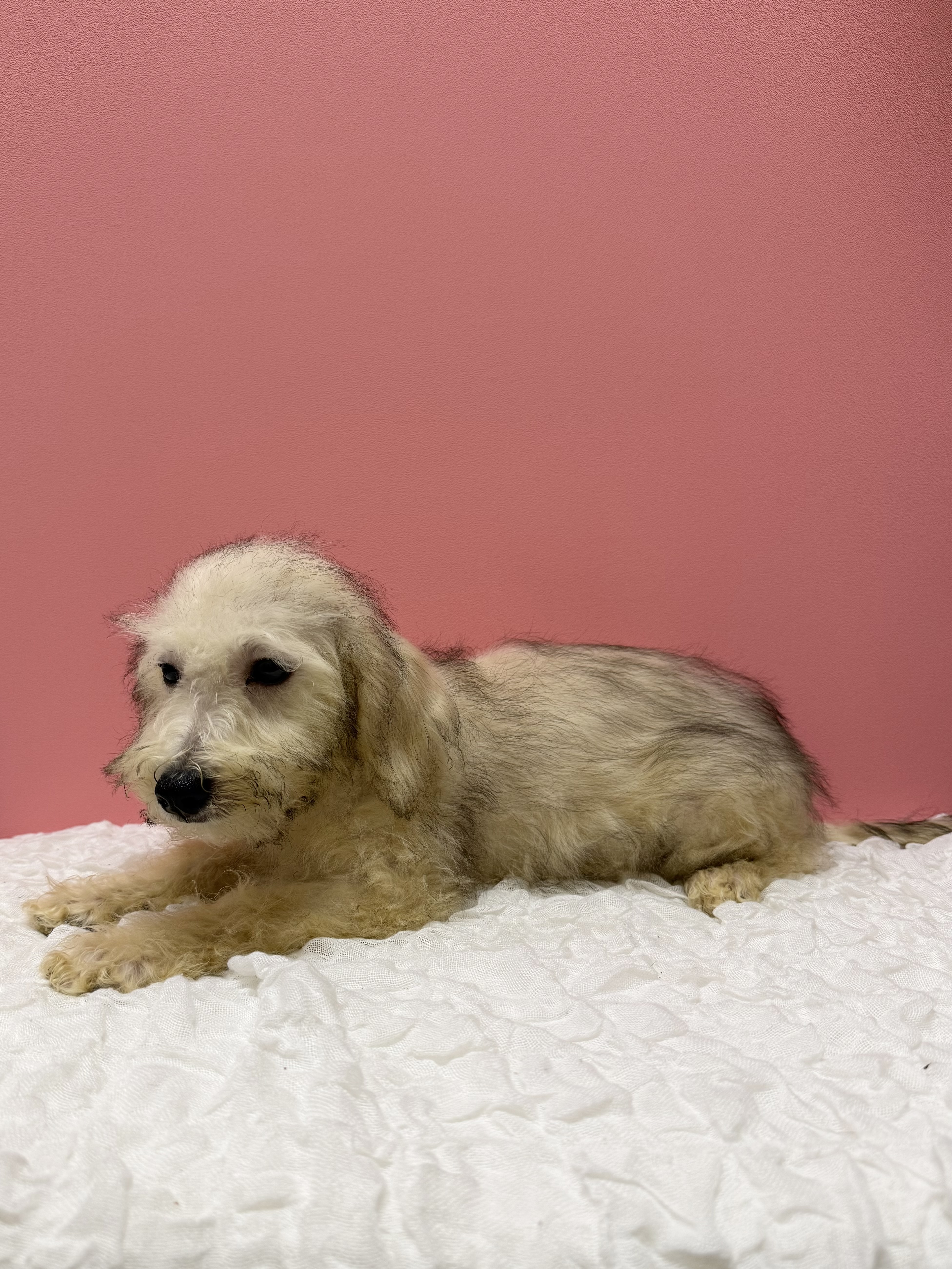 大阪府のハーフ犬・ミックス犬 (ペットプラザ大東御領店/2026年6月16日生まれ/女の子/カフェオレ)の子犬の2枚目の画像