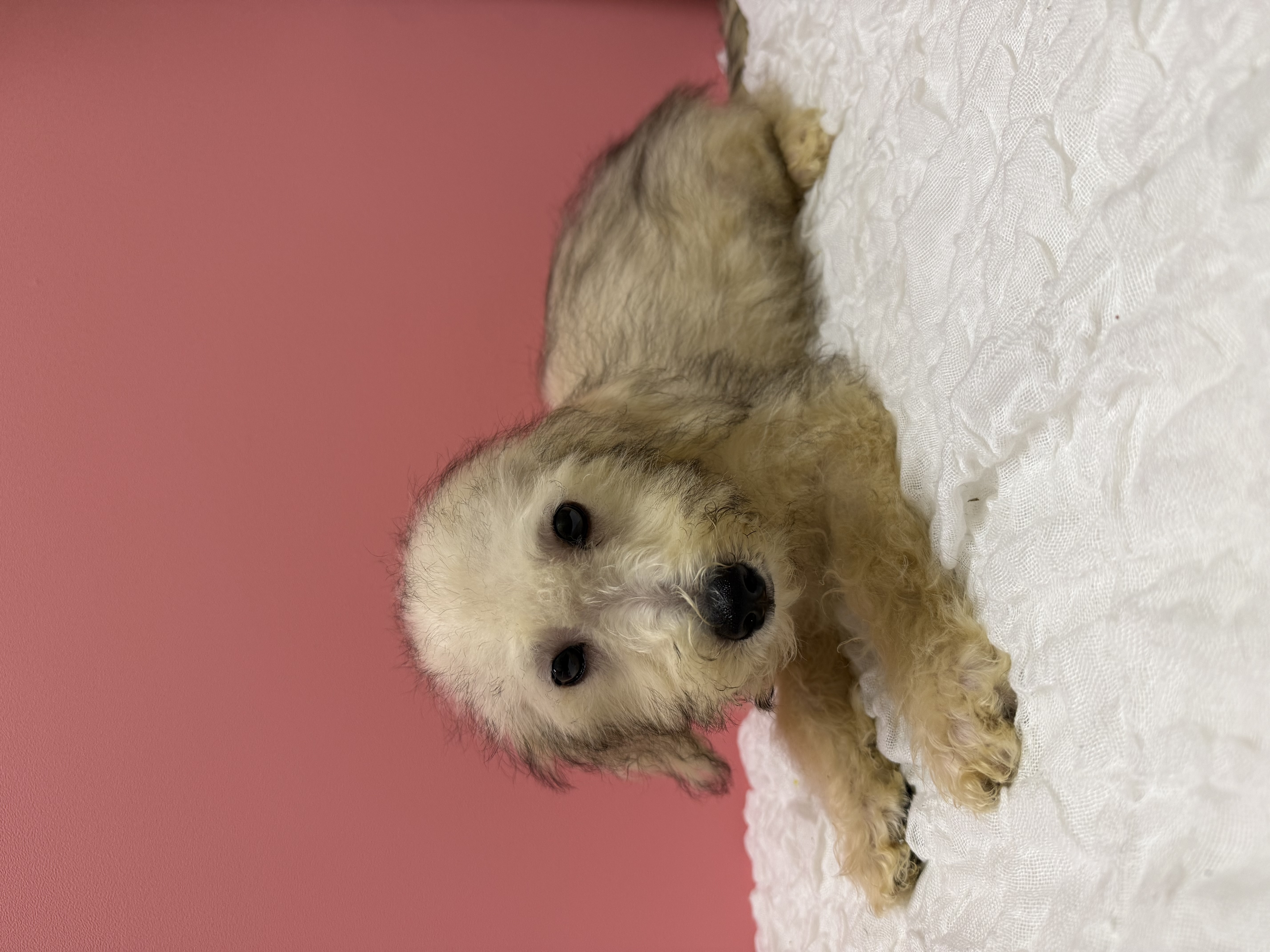 大阪府のハーフ犬・ミックス犬 (ペットプラザ大東御領店/2026年6月16日生まれ/女の子/カフェオレ)の子犬の3枚目の画像